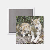 Wolf Pair Resting in the Bossen Wildlife Magneet (Voorkant / Achterkant)