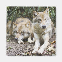Wolf Pair Resting in the Bossen Wildlife