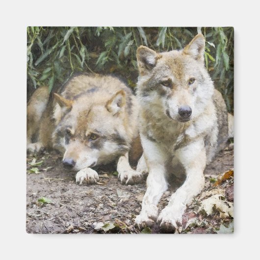 Wolf Pair Resting in the Bossen Wildlife Magneet (Voorkant)