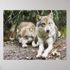 Wolf Pair Resting in the Bossen Wildlife Poster