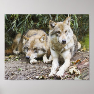 Wolf Pair Resting in the Bossen Wildlife Poster