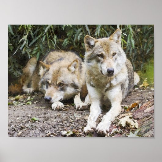 Wolf Pair Resting in the Bossen Wildlife Poster (Voorkant)