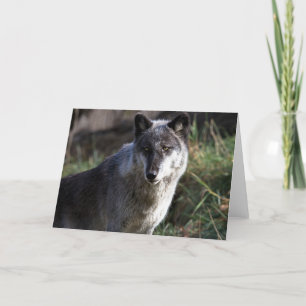 Wolf Photo Closeup Notecard Kaart