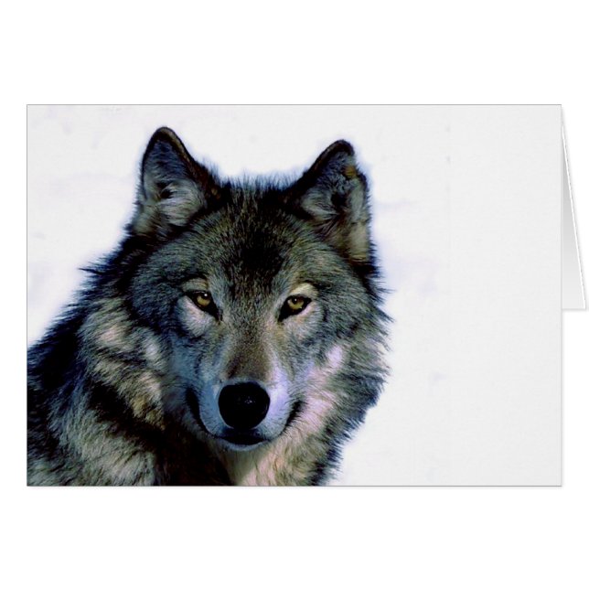 Wolf Portrait (Voorkant Horizontaal)
