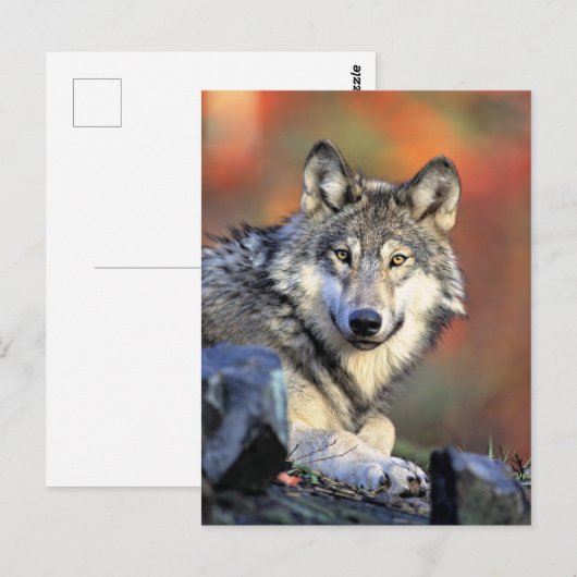 Wolf Portrait Briefkaart (Voorkant / Achterkant)