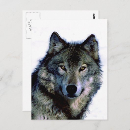 Wolf Portrait Briefkaart (Voorkant / Achterkant)