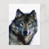 Wolf Portrait Briefkaart (Voorkant)