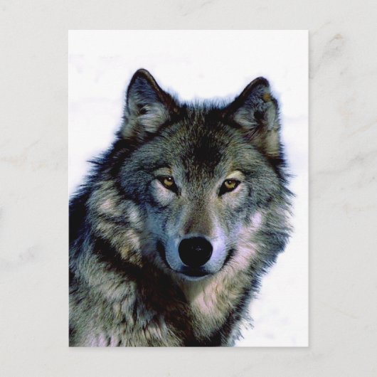 Wolf Portrait Briefkaart (Voorkant)