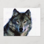 Wolf Portrait Briefkaart (Voorkant)
