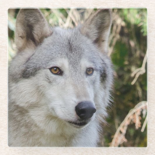 Wolf Portrait Glazen Onderzetter (Voorkant)