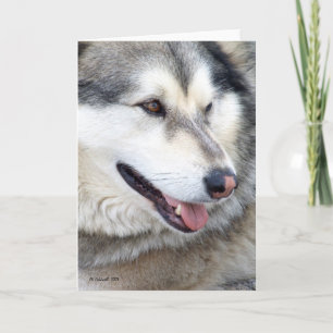 Wolf Portrait Kaart