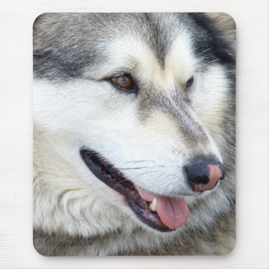 Wolf Portrait Muismat (Voorkant)
