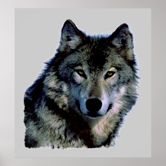 Wolf Portrait Poster (Voorkant)