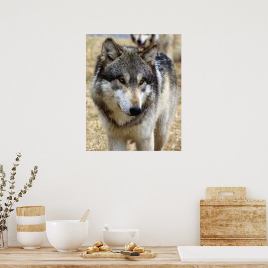 Wolf Portrait Poster (Keuken)
