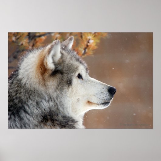 Wolf Portrait Poster (Voorkant)