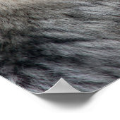 Wolf Portrait Poster (Hoek)