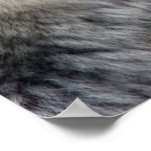 Wolf Portrait Poster (Hoek)