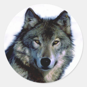 Wolf Portrait Ronde Sticker