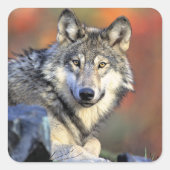 Wolf Portrait Vierkante Sticker (Voorkant)