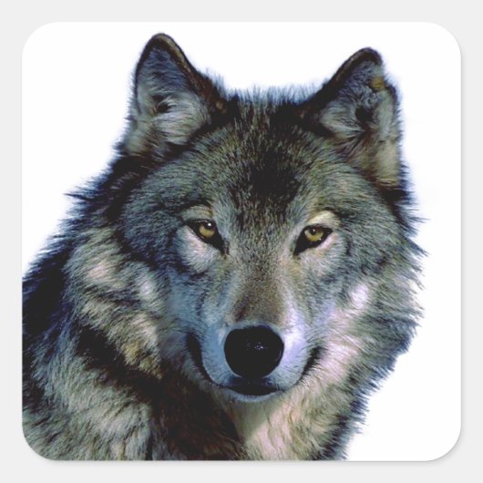 Wolf Portrait Vierkante Sticker (Voorkant)