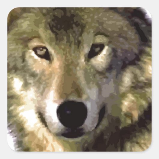 Wolf Portrait Vierkante Sticker (Voorkant)