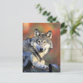 Wolf Portret Briefkaart (Staand voorkant)
