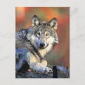 Wolf Portret Briefkaart (Voorkant)