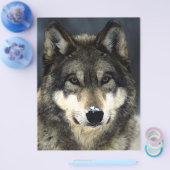 Wolf Portret Flyer (Enkel)