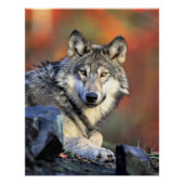 Wolf Portret Perfect Poster (Voorkant)