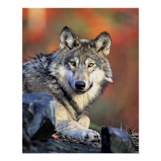 Wolf Portret Perfect Poster (Voorkant)