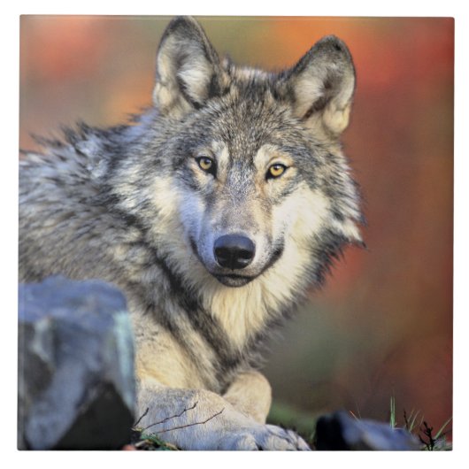 Wolf Portret Tegeltje (Voorkant)