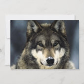Wolf Portret Uitnodiging (Voorkant)