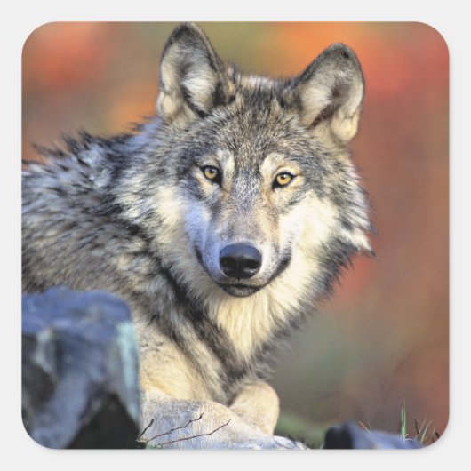 Wolf Portret Vierkante Sticker (Voorkant)