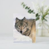 Wolf postards briefkaart (Staand voorkant)