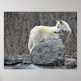 Wolf Poster