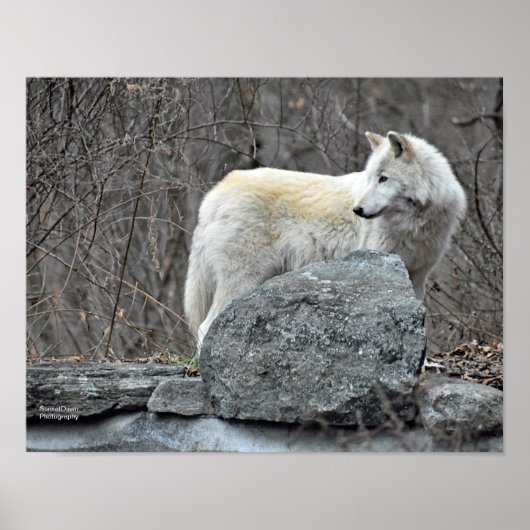Wolf Poster (Voorkant)