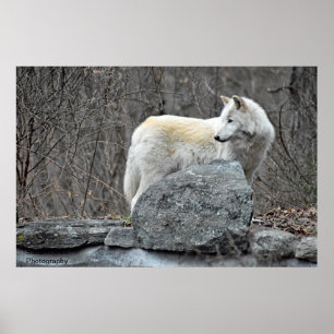 Wolf Poster