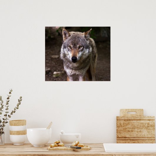 Wolf Poster (Keuken)