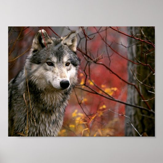Wolf Poster (Voorkant)