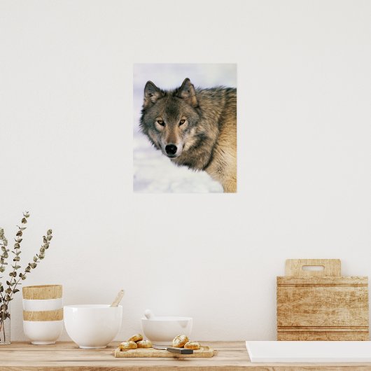 Wolf Poster (Keuken)