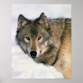 Wolf Poster (Voorkant)