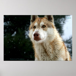 Wolf Poster