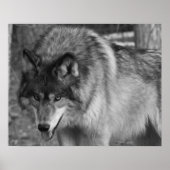 Wolf Poster (Voorkant)