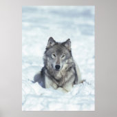 Wolf Poster (Voorkant)