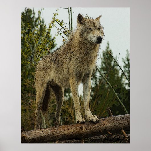 Wolf Poster (Voorkant)