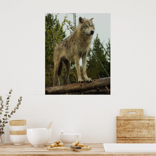 Wolf Poster (Keuken)