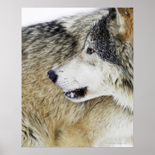 Wolf Poster (Voorkant)
