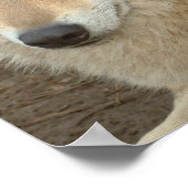 Wolf Poster Print (Hoek)