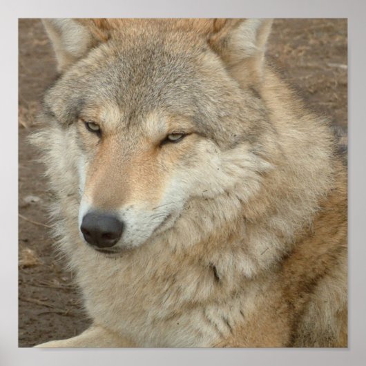 Wolf Poster Print (Voorkant)