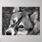 Wolf Poster (zwart-wit) (Voorkant)